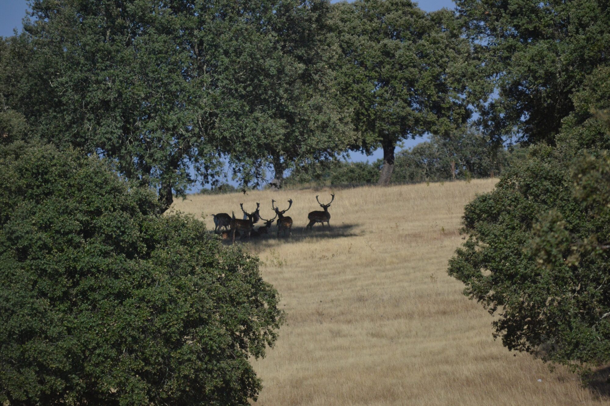 escapada cinegética (5)