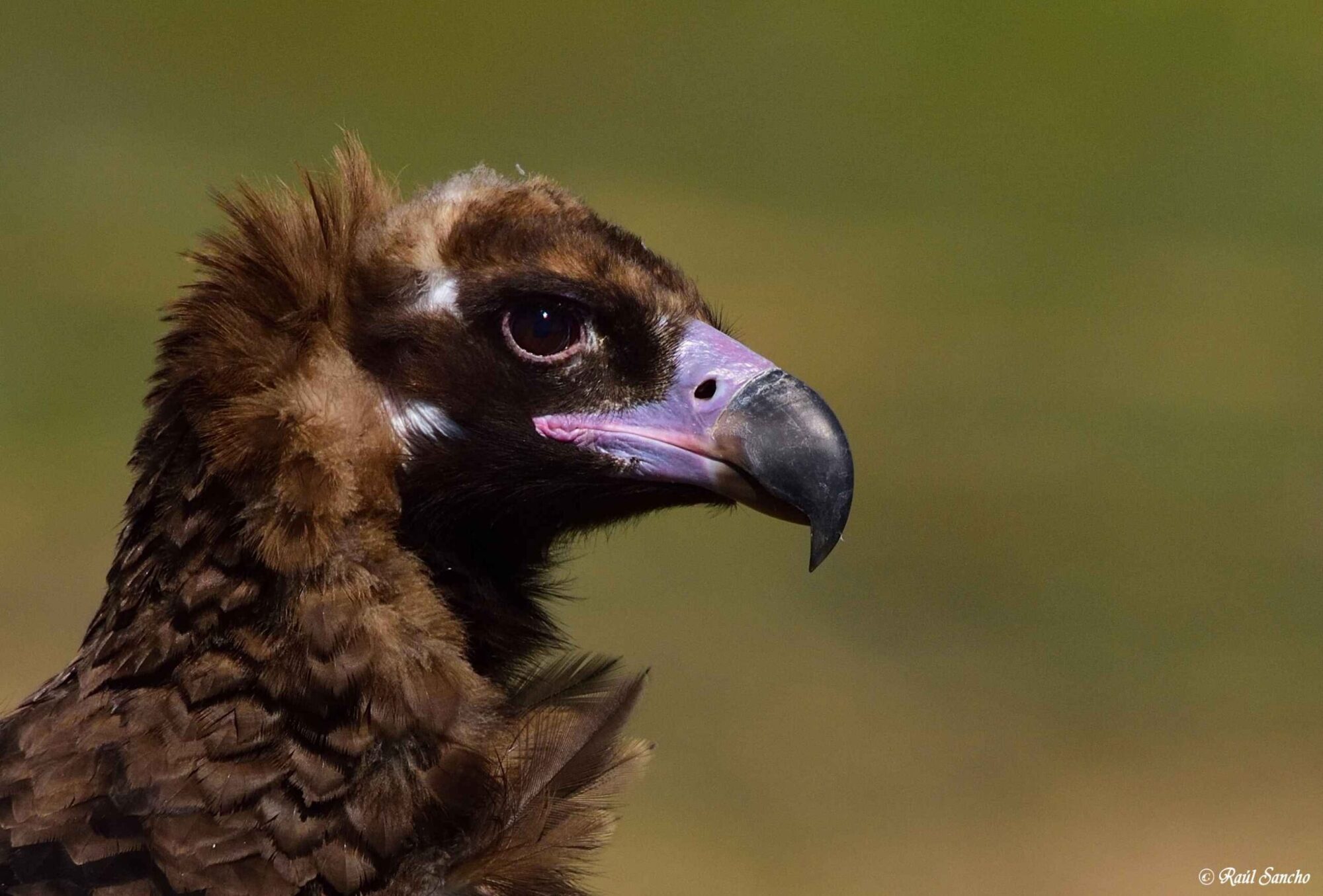 02 Safari por Monfragüe