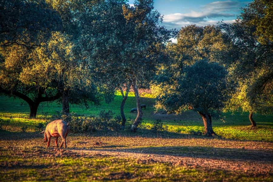 Dehesa-de-Toril-monfrague