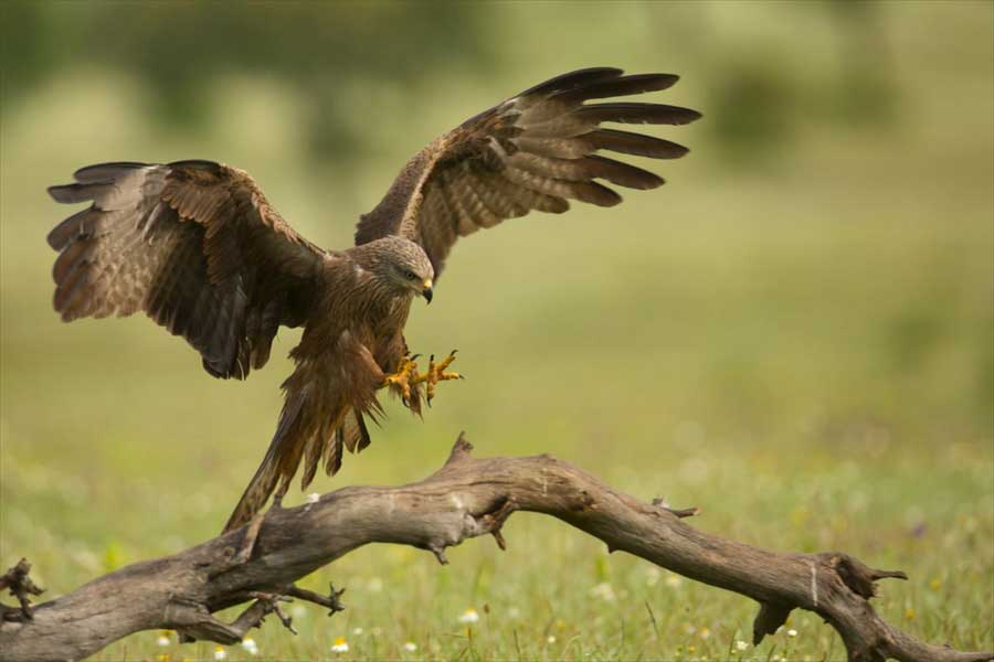 aguila-monfrague