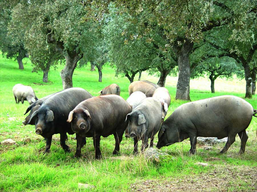 cerdo-iberico-en-dehesa-mijadas-y-trujillo